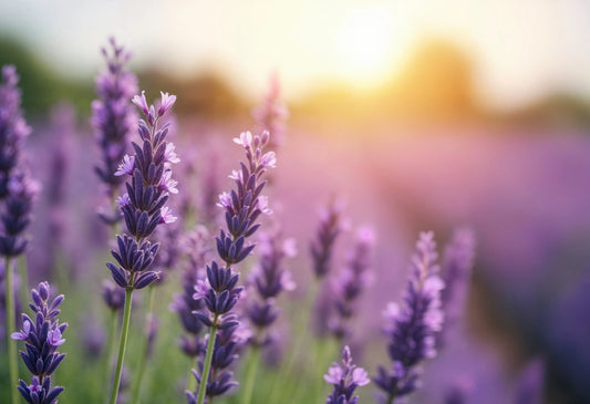 Lavender Dusk