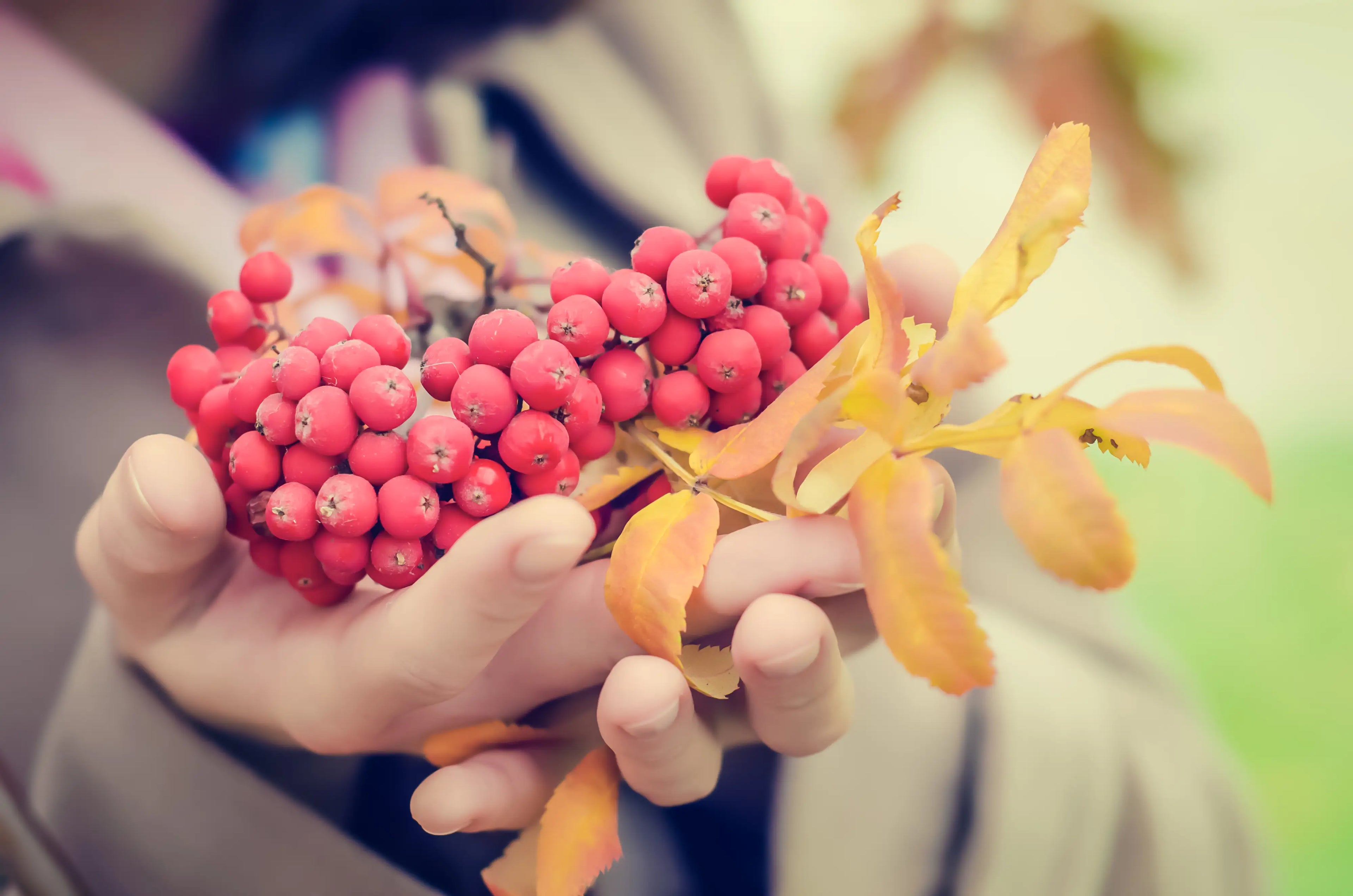 Journey of Schisandra